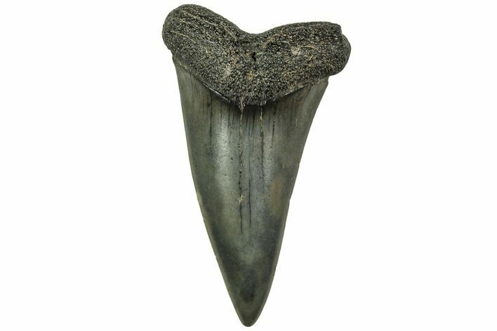 Fossil Broad-Toothed Mako Tooth - South Carolina #214685